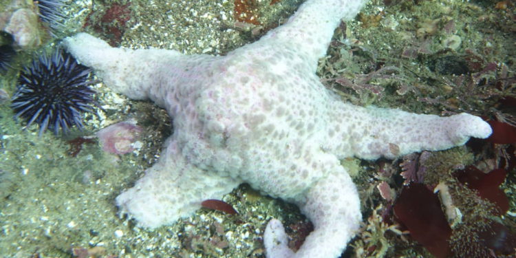 Científicos descubren 39 nuevas especies marinas