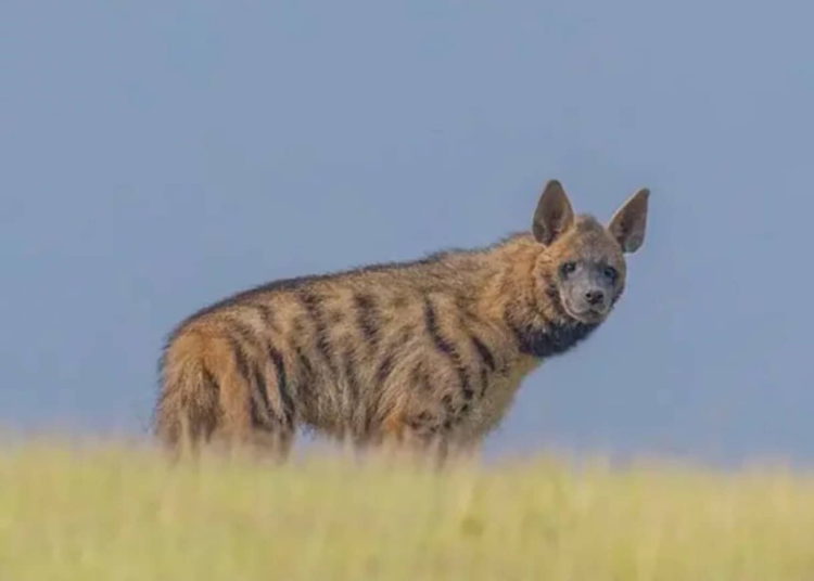 La hiena más famosa de Israel muere tras ser atropellada