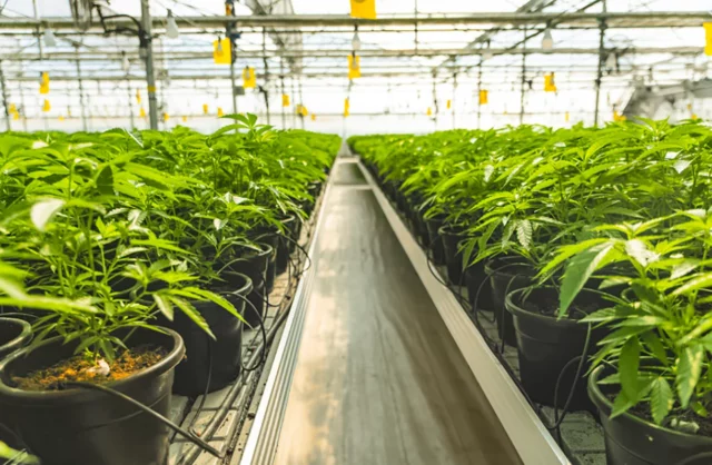El Ministerio de Sanidad pide comentarios al público sobre el cannabis medicinal
