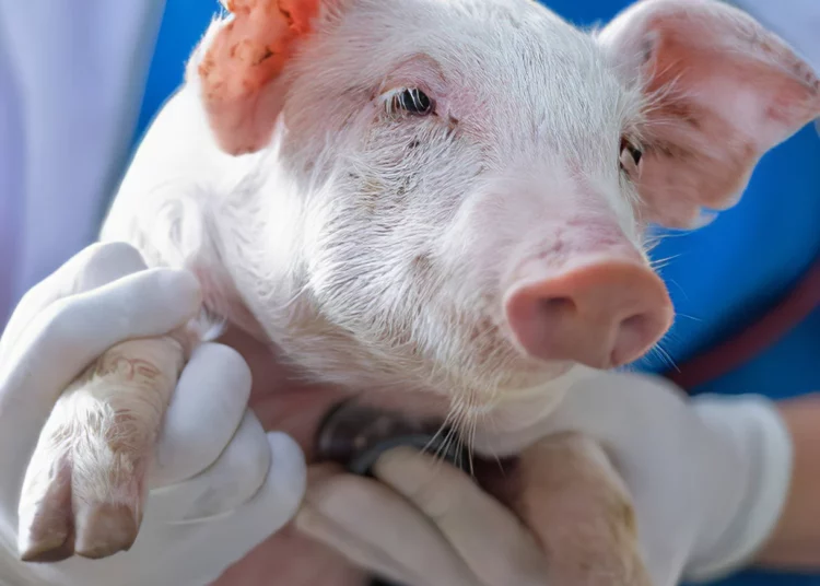 Científicos reviven células y tejidos en cerdos muertos