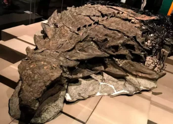 Descubren en Argentina los restos de un pequeño dinosaurio acorazado