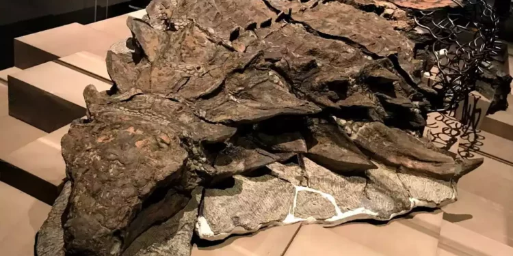 Descubren en Argentina los restos de un pequeño dinosaurio acorazado