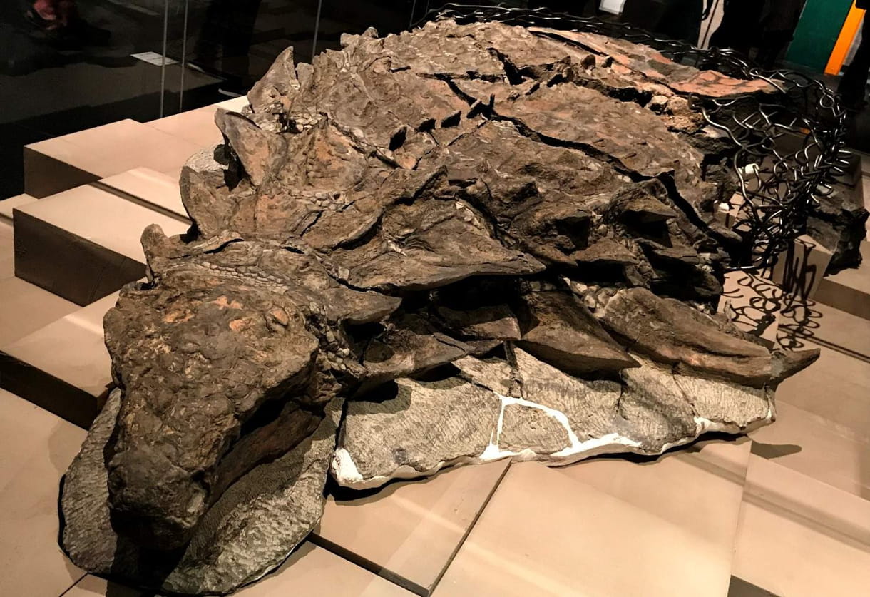 Most Preserved Dinosaur Remains