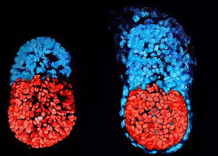 Genetistas israelíes crean modelos sintéticos de embriones de ratón a partir de células madre