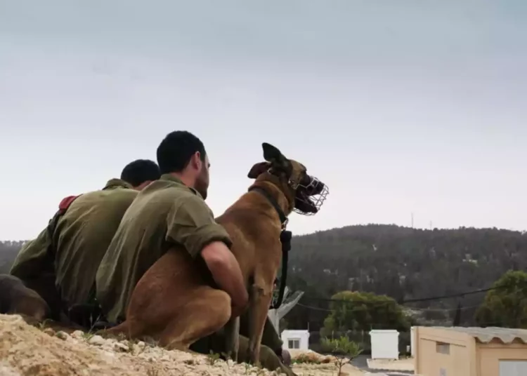 Islamistas palestinos matan un perro de la Unidad Antiterrorista de las FDI