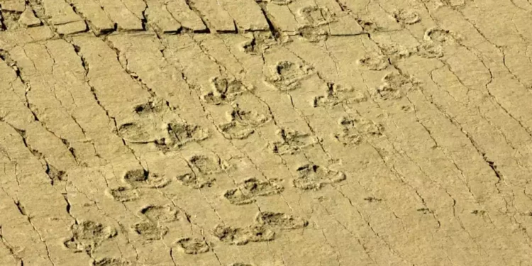 Huellas de dinosaurios expuestas en un río tras la sequía en EE.UU.