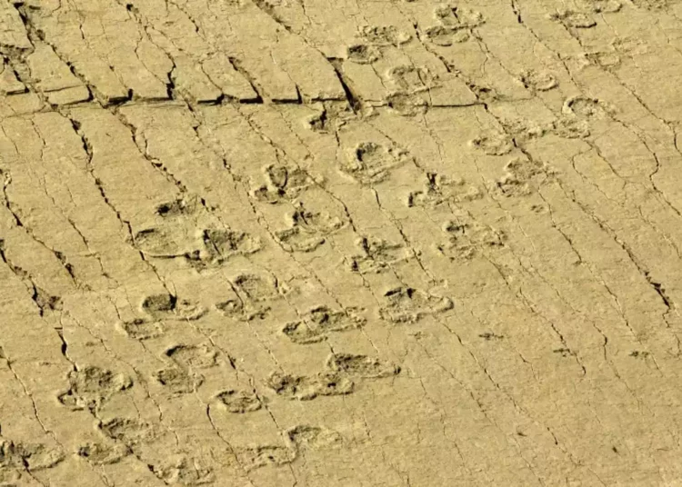 Huellas de dinosaurios expuestas en un río tras la sequía en EE.UU.