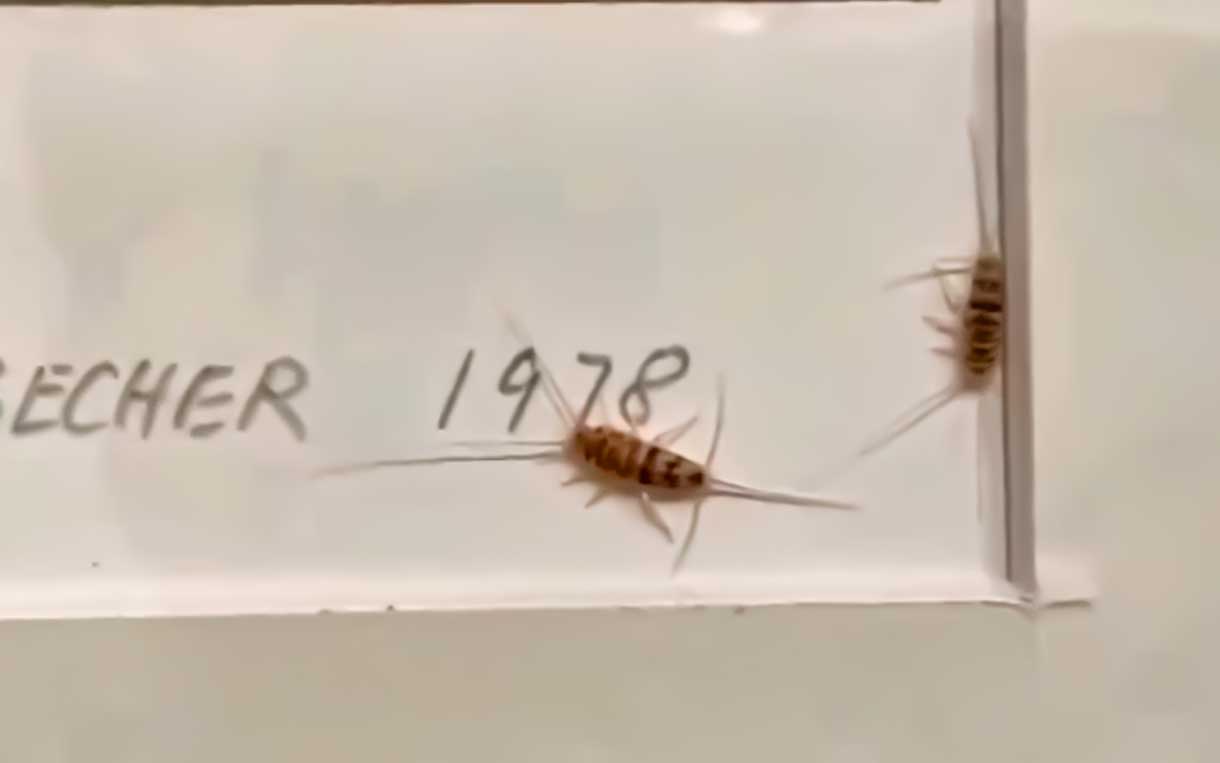 Iran Insects Museo de arte de Irán cierra para enfrentar plaga