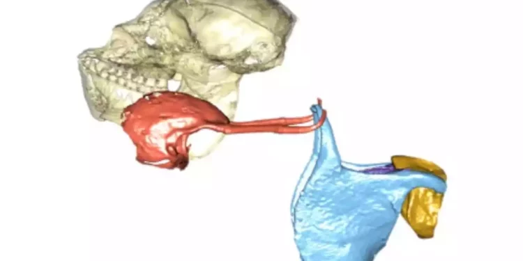 Una laringe más simple permitió a los humanos hablar: Estudio