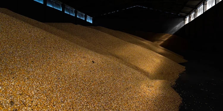 Primer cargamento de maíz de Ucrania encuentra comprador