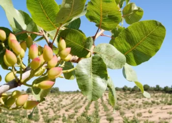 Los productores de pistacho sirios luchan por salvar su cosecha “dorada”