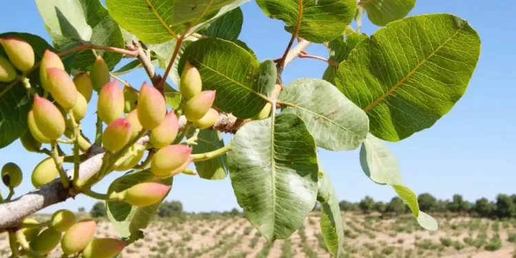 Los productores de pistacho sirios luchan por salvar su cosecha “dorada”