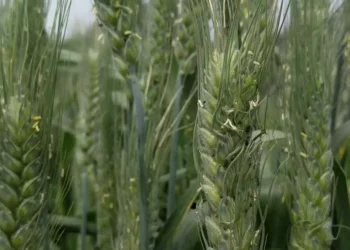 Las defensas del trigo silvestre pueden salvar a otras especies de las plagas: estudio israelí