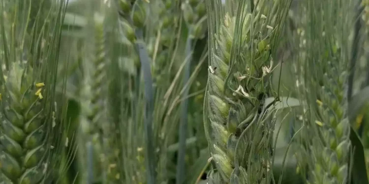 Las defensas del trigo silvestre pueden salvar a otras especies de las plagas: estudio israelí
