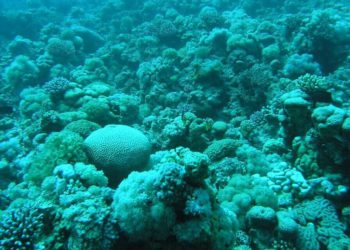La temperatura del Mar Rojo aumenta debido al deterioro del coral