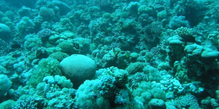 La temperatura del Mar Rojo aumenta debido al deterioro del coral