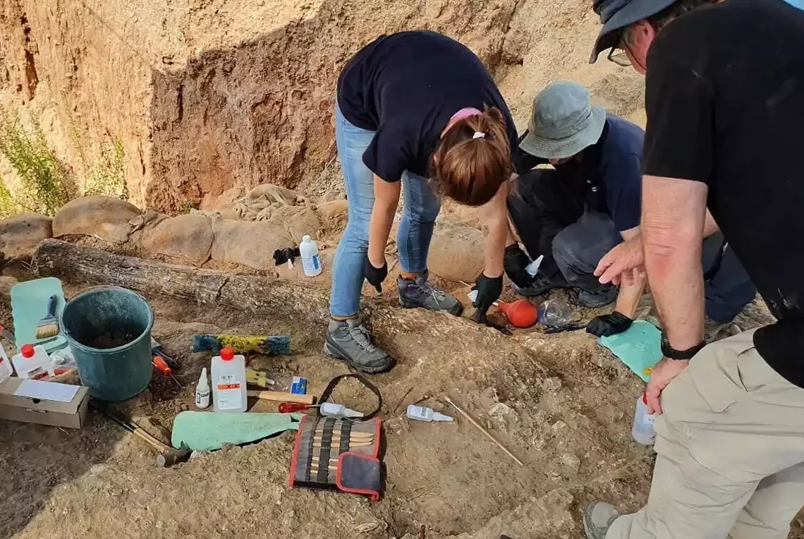 Hallan un colmillo gigante de elefante prehistórico en el sur de Israel