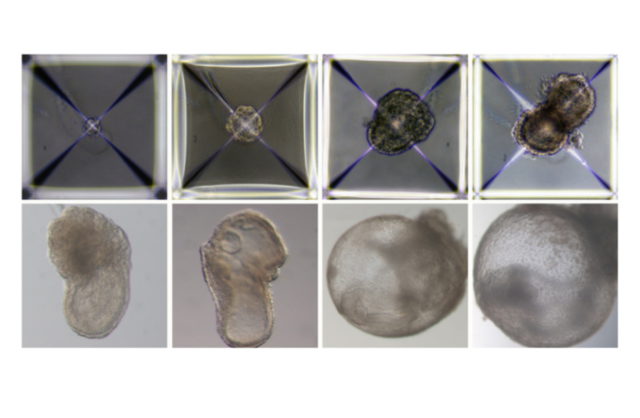 Genetistas israelíes crean modelos sintéticos de embriones de ratón a partir de células madre 