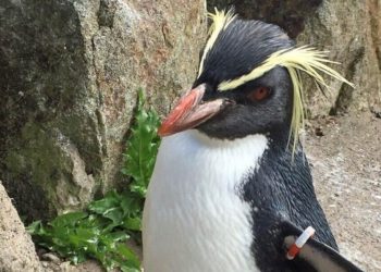 Pingüino nombrado como un personaje judío de “Big Bang Theory” muere en Escocia