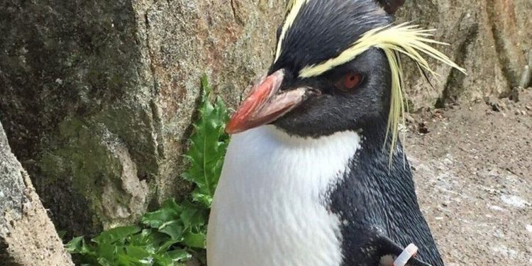 Pingüino nombrado como un personaje judío de “Big Bang Theory” muere en Escocia