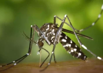 El virus del Nilo Occidental llega a Israel y preocupa a los expertos sanitarios