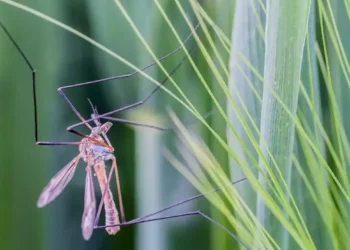 Se identifican mosquitos portadores del virus del Nilo Occidental cerca de Eilat