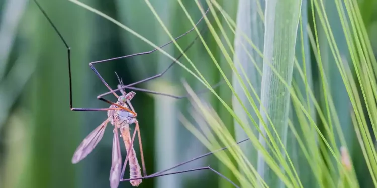 Se identifican mosquitos portadores del virus del Nilo Occidental cerca de Eilat