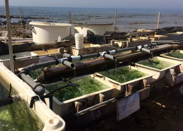 Esta nueva tecnología de acuicultura israelí podría ayudar a aliviar la crisis alimentaria mundial