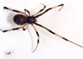 Estudios israelíes tratan de entender cómo se propaga la araña viuda marrón invasora