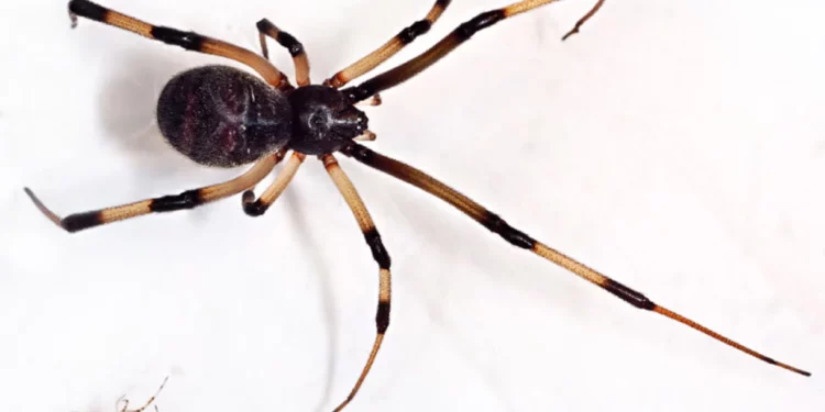 Estudios israelíes tratan de entender cómo se propaga la araña viuda marrón invasora