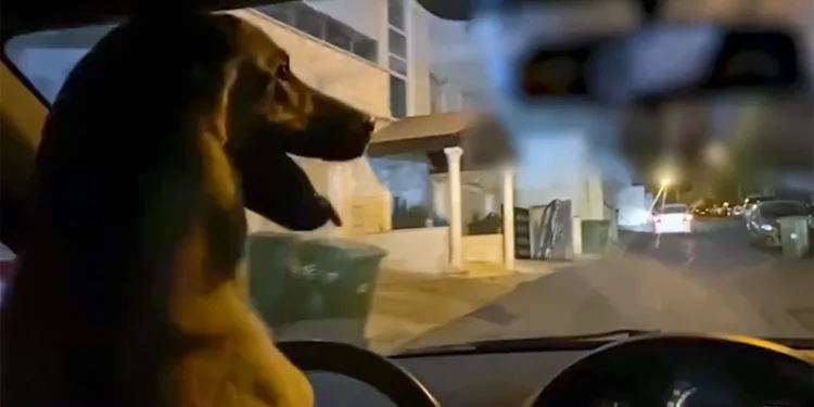 Puso a su perro a “conducir” en Jerusalén y fue detenido