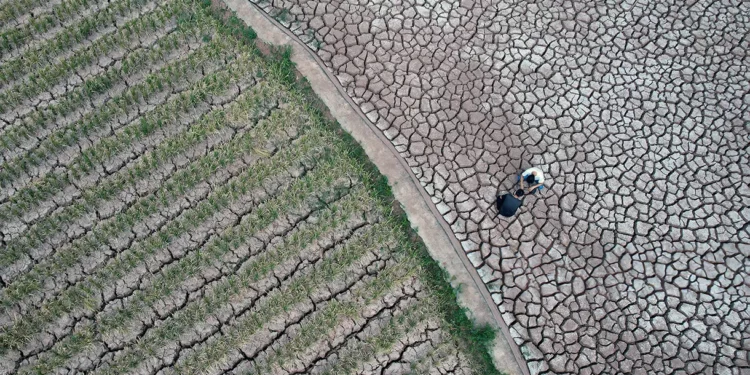 Por qué la sequía en Sichuan tiene repercusiones globales