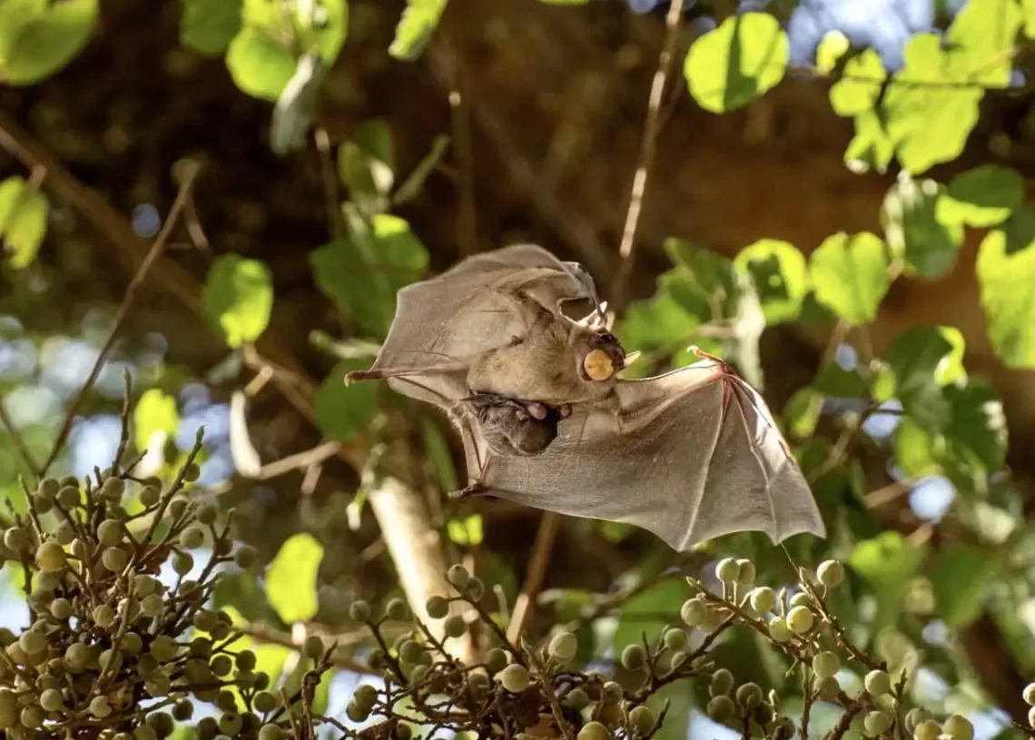 Los murciélagos no deben ser culpados por el COVID-19, según los investigadores israelíes