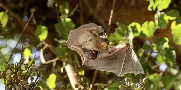 Los murciélagos no deben ser culpados por el COVID-19, según los investigadores israelíes