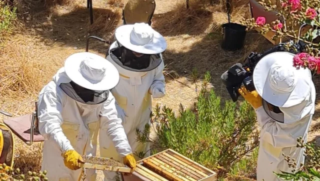 Apicultores de Jerusalén transforman tejados en desuso en espacios para el cultivo de abejas