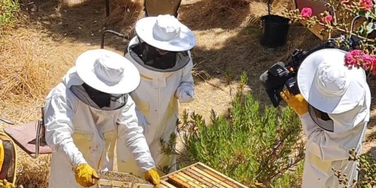 Apicultores de Jerusalén transforman tejados en desuso en espacios para el cultivo de abejas