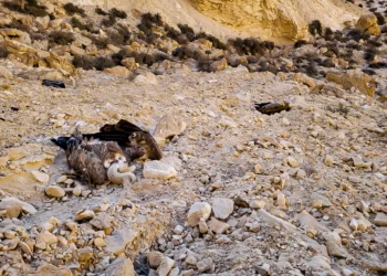 Tres buitres en peligro de extinción aparecen muertos en el sur de Israel
