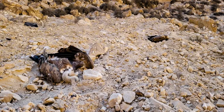 Tres buitres en peligro de extinción aparecen muertos en el sur de Israel