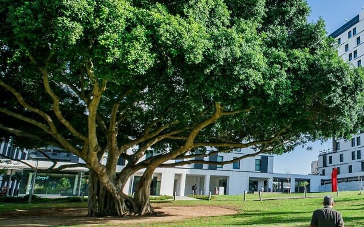 Google crea un programa tecnológico en la Universidad de Reichman