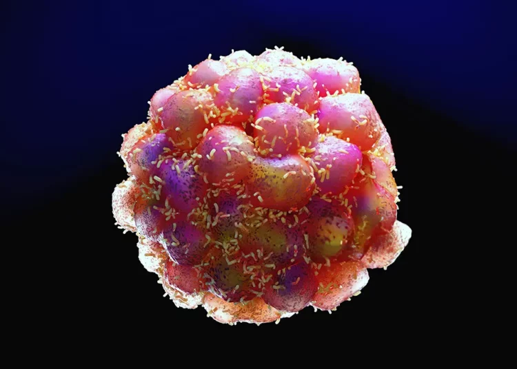 Estudio israelí-estadounidense: Los hongos son un signo revelador del cáncer, que podría detectarse mediante un análisis de sangre