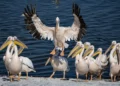 Israel reduce la alimentación de los pelícanos migratorios para mantener alejado el nuevo brote de gripe aviar