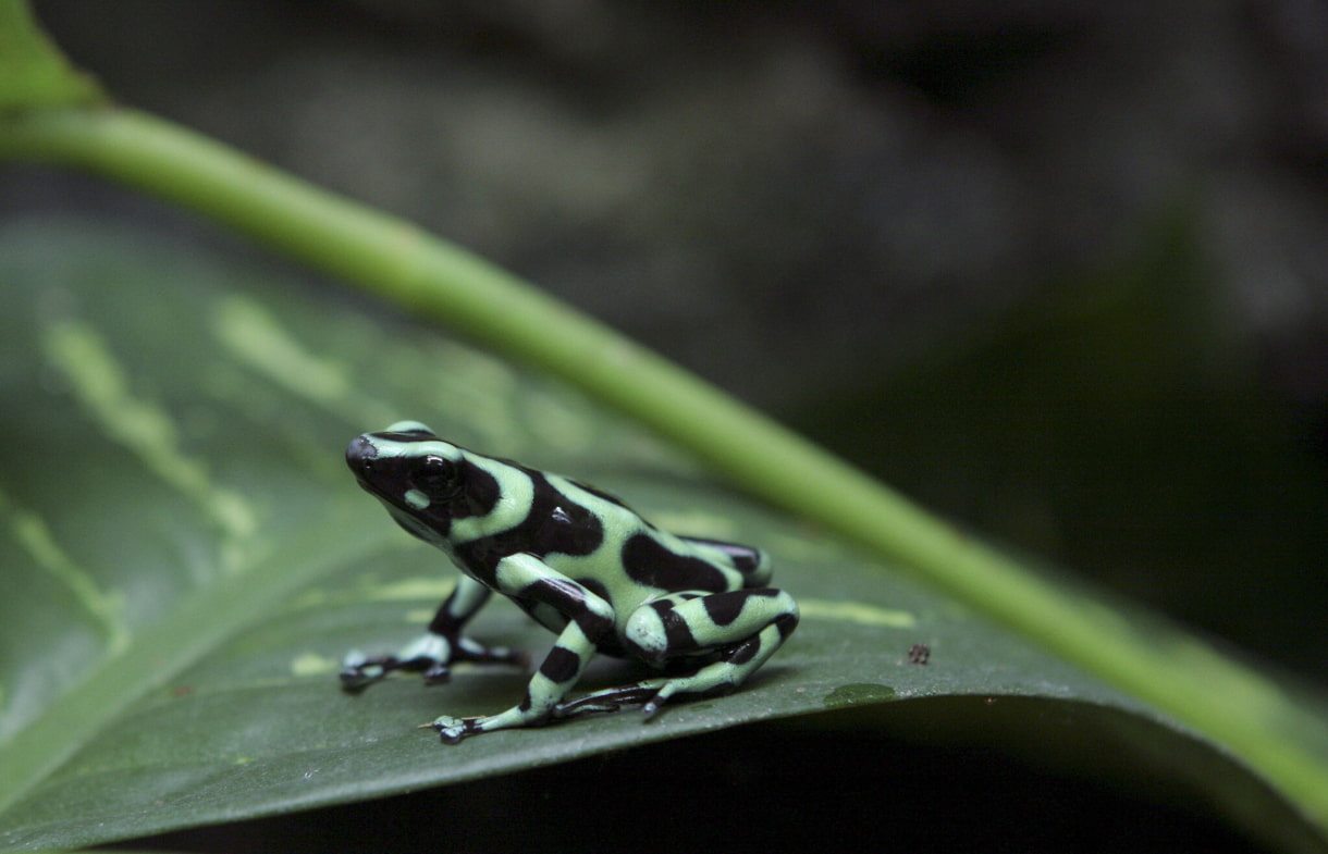 El 28 de mayo de 2008, se vio una rana venenosa verde, Dendrobates auratus, descansando sobre una hoja en el Parque INBIO de Heredia, Costa Rica. Associated Press/Kent Gilbert