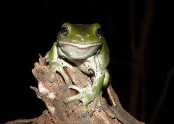 Ranas nuclearizadas en Ucrania: Cómo una especie anfibia se volvió negra