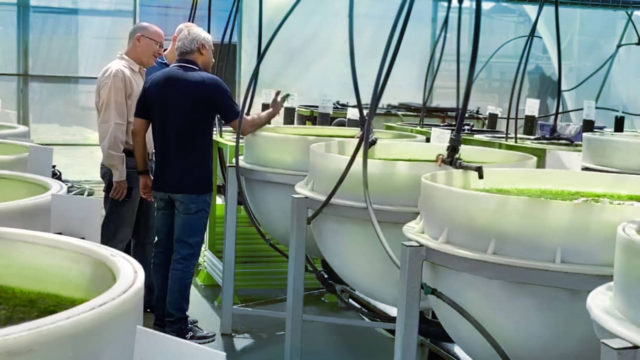 Empresa israelí busca incorporar las algas orgánicas como alimento básico