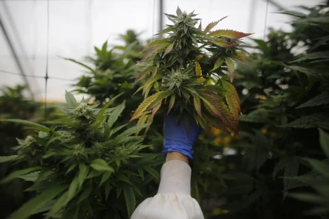 Alemania legalizará el consumo de cannabis con fines recreativos
