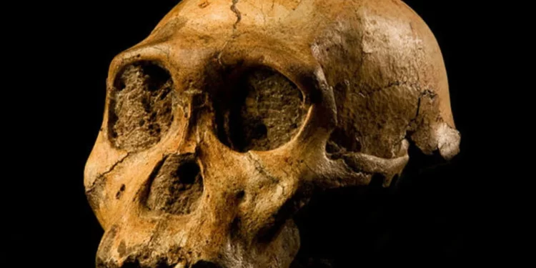 Cráneo de 6.000 años hallado en Taiwán podría confirmar antiguas leyendas locales