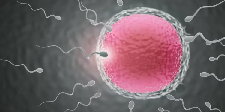 Estudio israelí revela que el número de espermatozoides en todo el mundo ha descendido un 62%