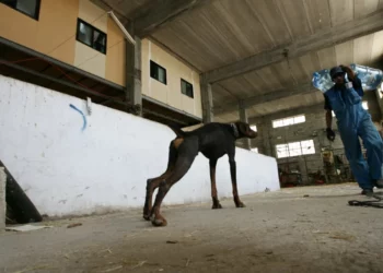 El alcalde terrorista de Hebrón ofrece una recompensa por matar a los perros callejeros