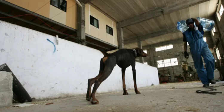 El alcalde terrorista de Hebrón ofrece una recompensa por matar a los perros callejeros