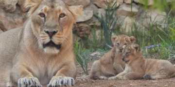 El zoológico de Jerusalén acoge la segunda camada de leones asiáticos